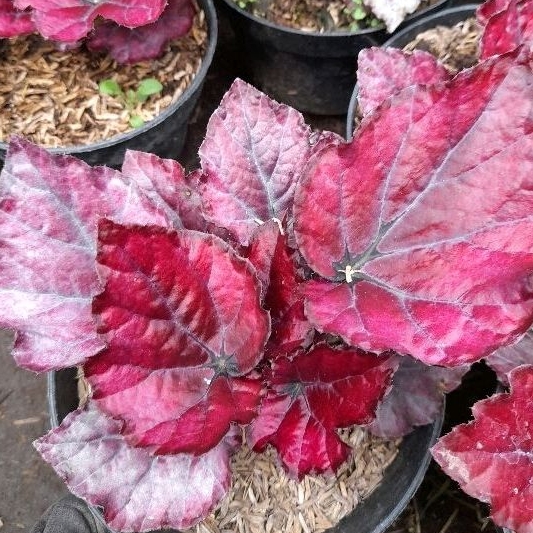 Tanaman Begonia Red Blood Painted-Leaf / Angel Wings Blood Begonia / Begonia Merah Pekat