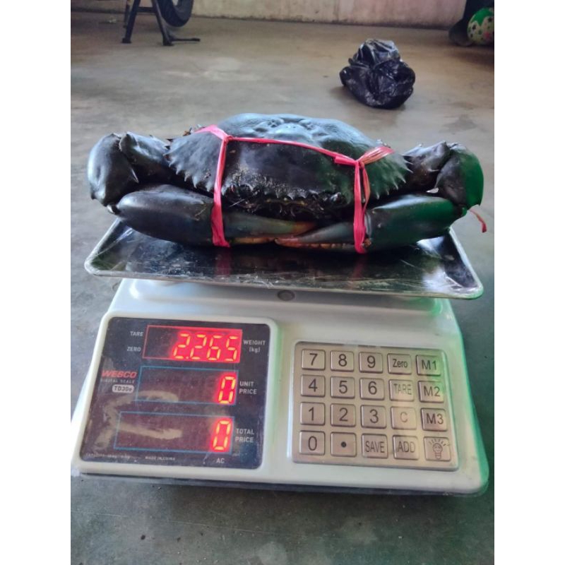 

Kepiting hidup kepiting bakau 1kg kepiting jumbo size 500- 600 gram/isi padat
