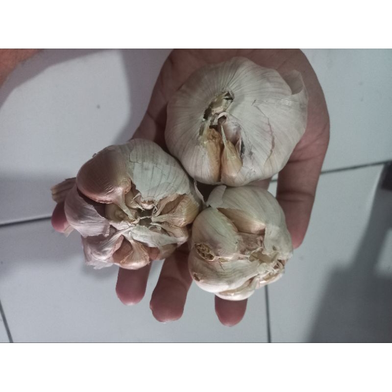 

Bawang putih banci/bondolan
