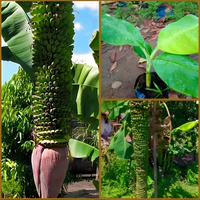 Bibit Tanaman Buah Pisang Raja Seribu / Raja Sewu Unggul Siap Tanam