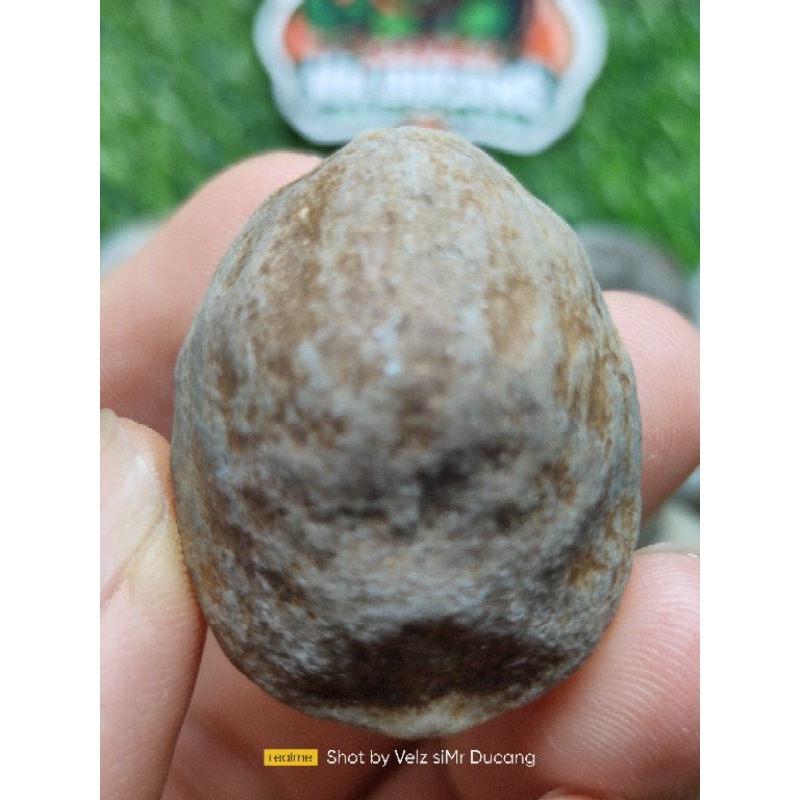 MUNCANG ADU JAWA WADAS MANDOR 100%
