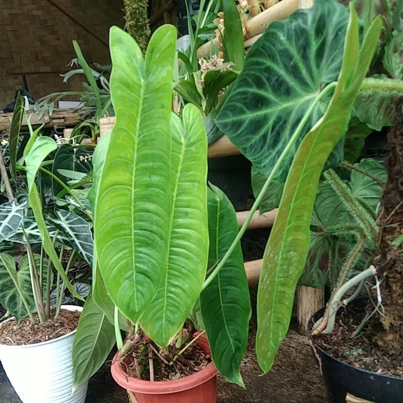 Philodendron Sharoniae