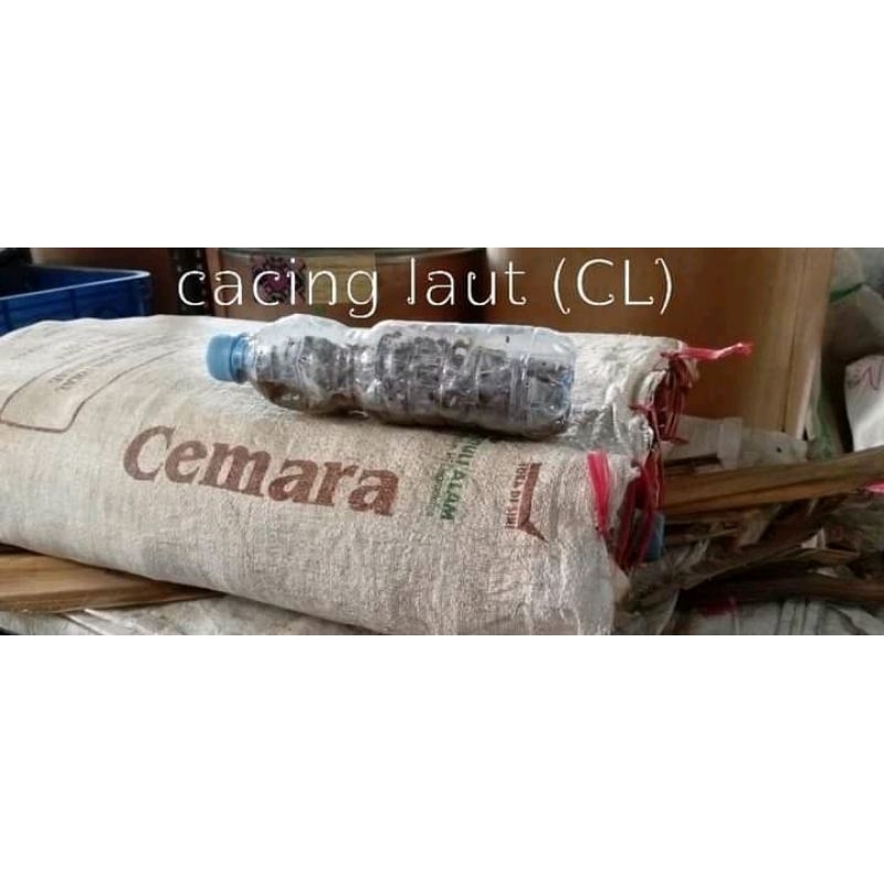 umpan gt lele cacing laut perbotol