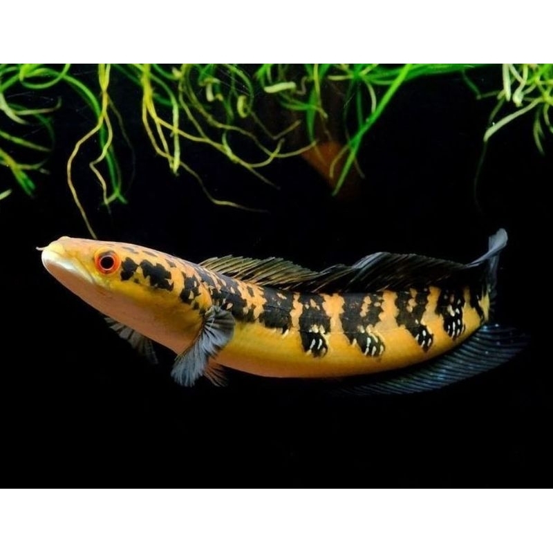 Maruliolides Cana YS 12-14cm