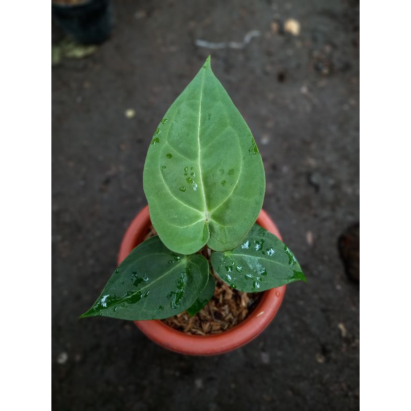 anthurium papillilaminum x ace of spades