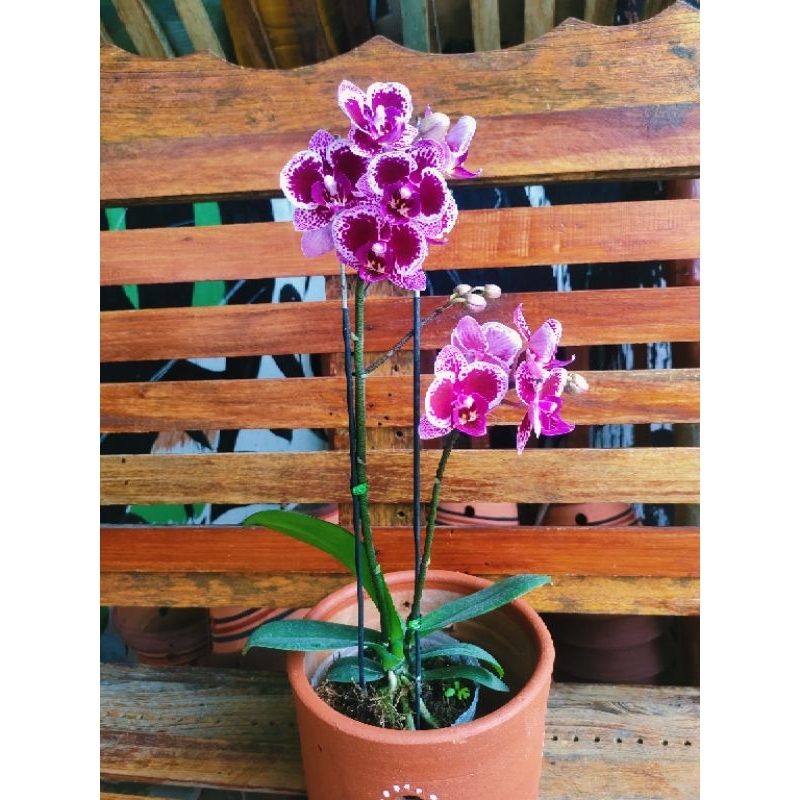 ANGGREK BULAN MINI