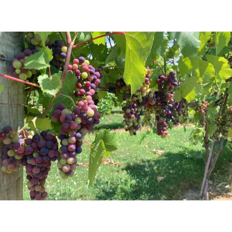 anggur jupiter bibit grafting