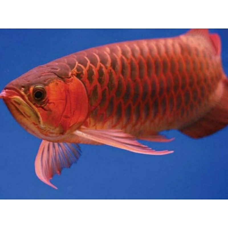 ( Hiasan Aquarium ) Arwana Super Red