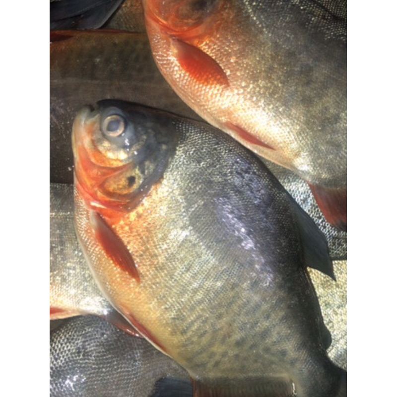 

ikan bawal