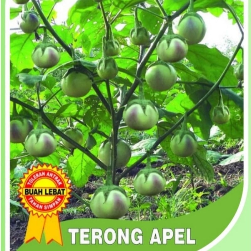 10 biji Benih TERONG APEL lalap manis buah lebat