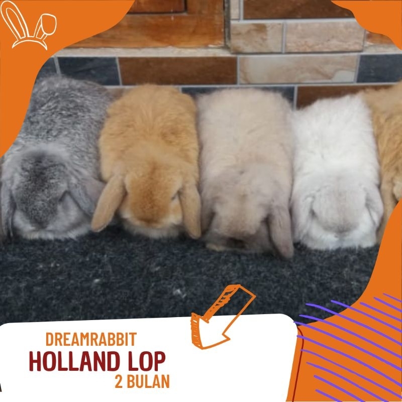 kelinci hias jenis Holland lop warna bagus