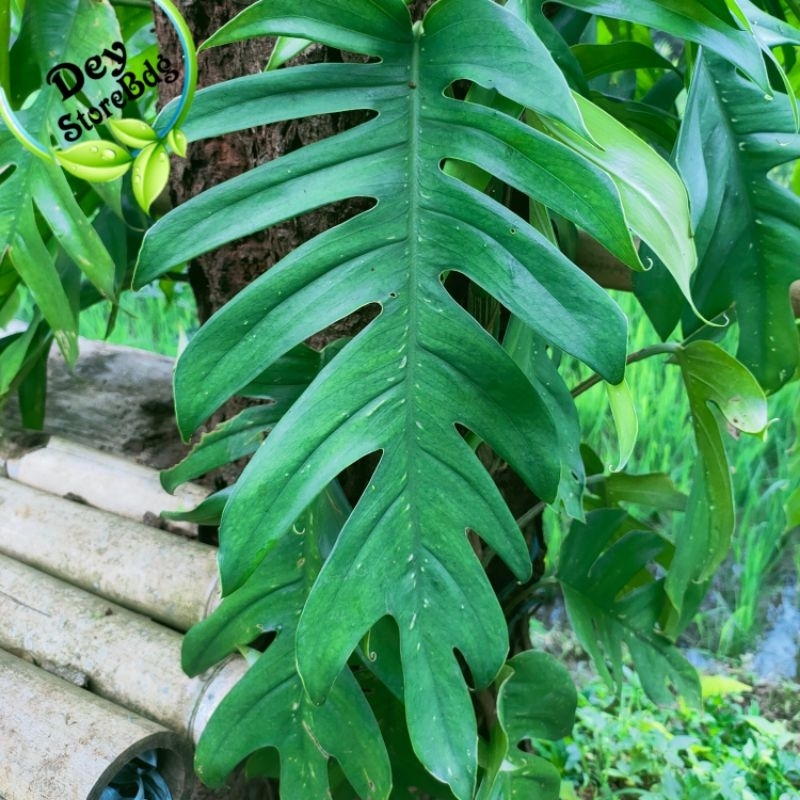 

promo daun ekor naga segar isi 3 helay