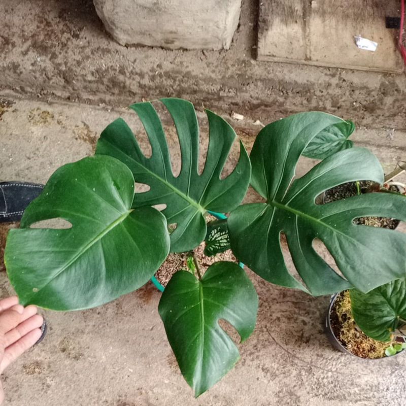 montera king majestik