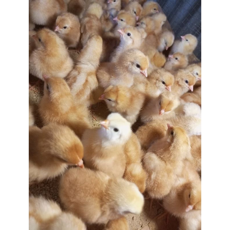 AYAM PETELUR - BIBIT AYAM PETELUR - DOC AYAM PETELUR - AYAM TELUR - LAYER PETELUR - AYAM TELUR ( GAR