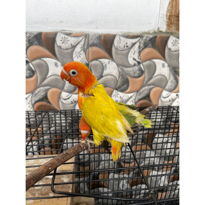 ANAKAN LOVEBIRD BIOLA JINAK | LOLOHAN LOVEBIRD BIOLA