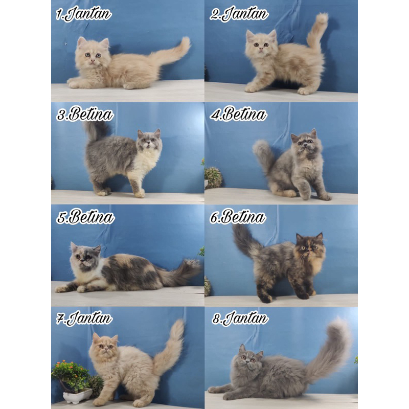 kucing persia longhair