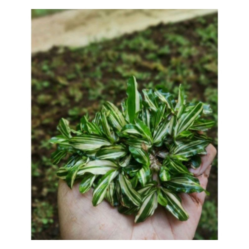 Rumput hias hidup/Rumput Untuk Taman/Gajah Mini