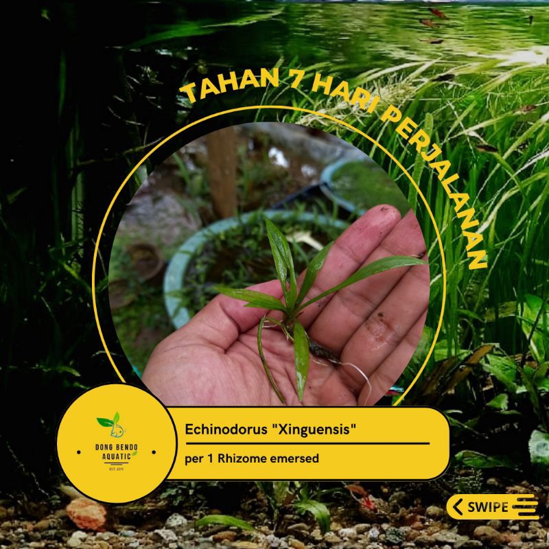 Echinodorus Xinguensis / Echinodorus Xingu