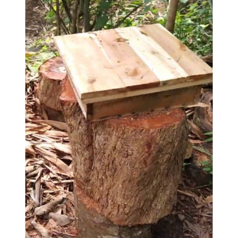 

Lebah Madu Klanceng / Trigona Itama