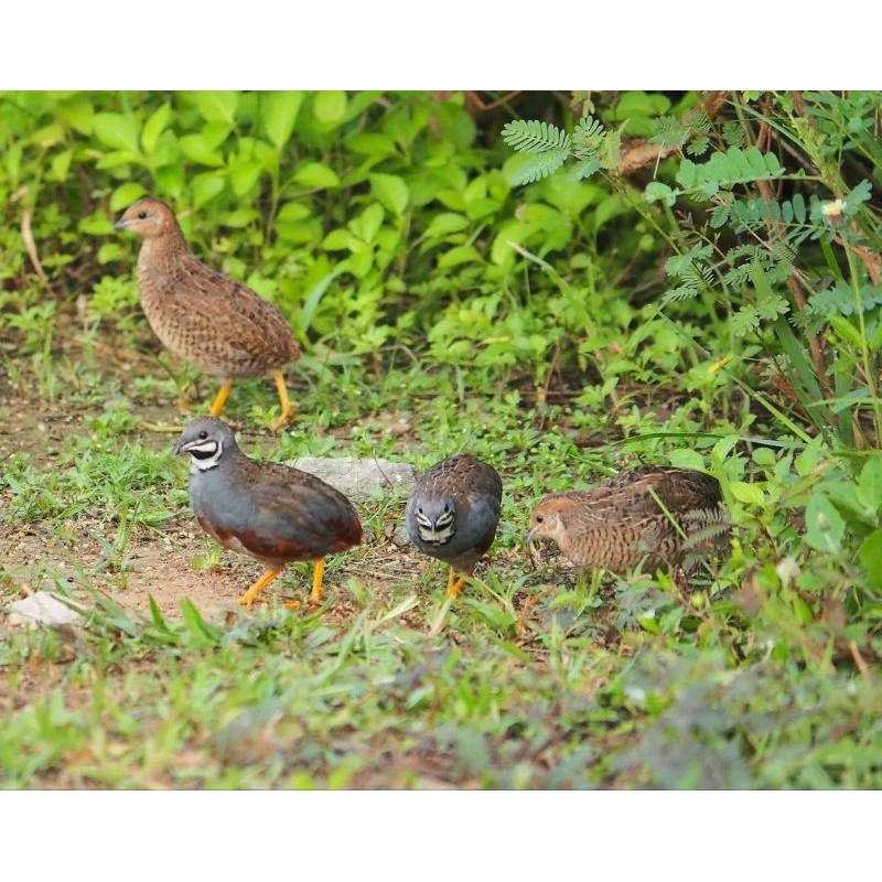 

TELUR TETAS PUYUH HIAS BATU FREESSS