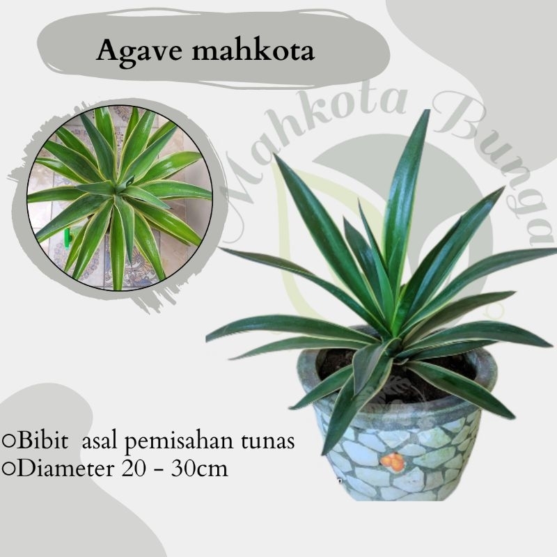 Tanaman hias agave mahkota