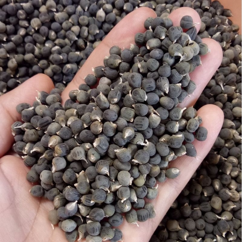 20 GRAM BIBIT OKRA HIBTIDA / OKRA HIJAU