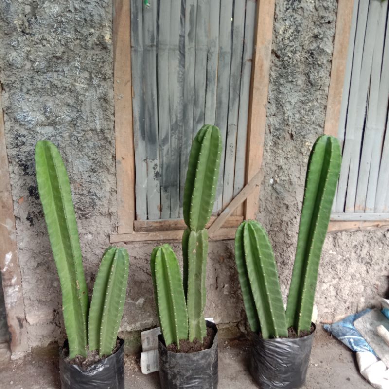 kaktus koboy all size,kaktus murah,kaktus (premium tanpa duri)