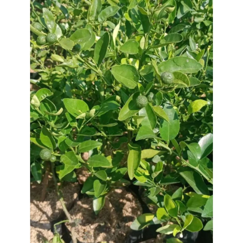 Bibit Jeruk Limau, Sudah Berbuah