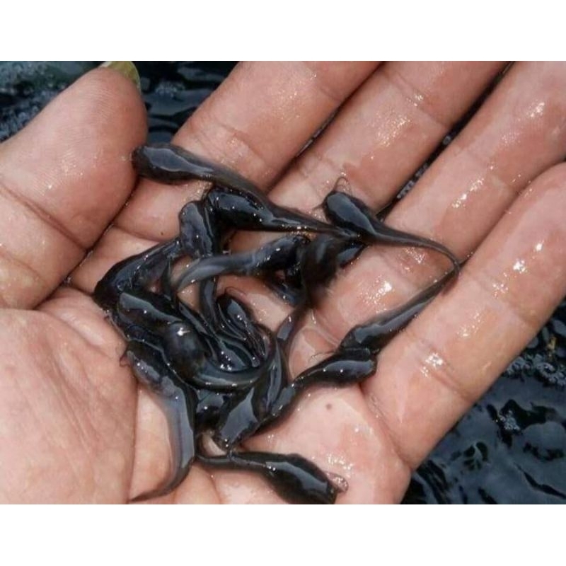 Bibit Anak Lele || ukuran 3-4cm || Pakan Ikan Predator || Lele Sangkuriang.