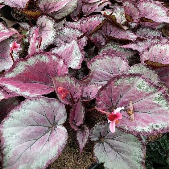 Tanaman Begonia Rex Maori Haze Rimbun / Begonia Rose Splash / Begonia Mutiara Pink
