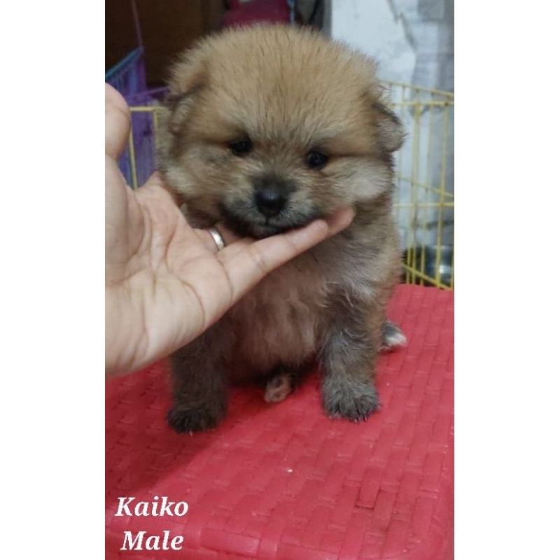 Anjing Mini Pom