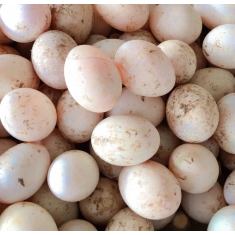 

telur bebek per butir