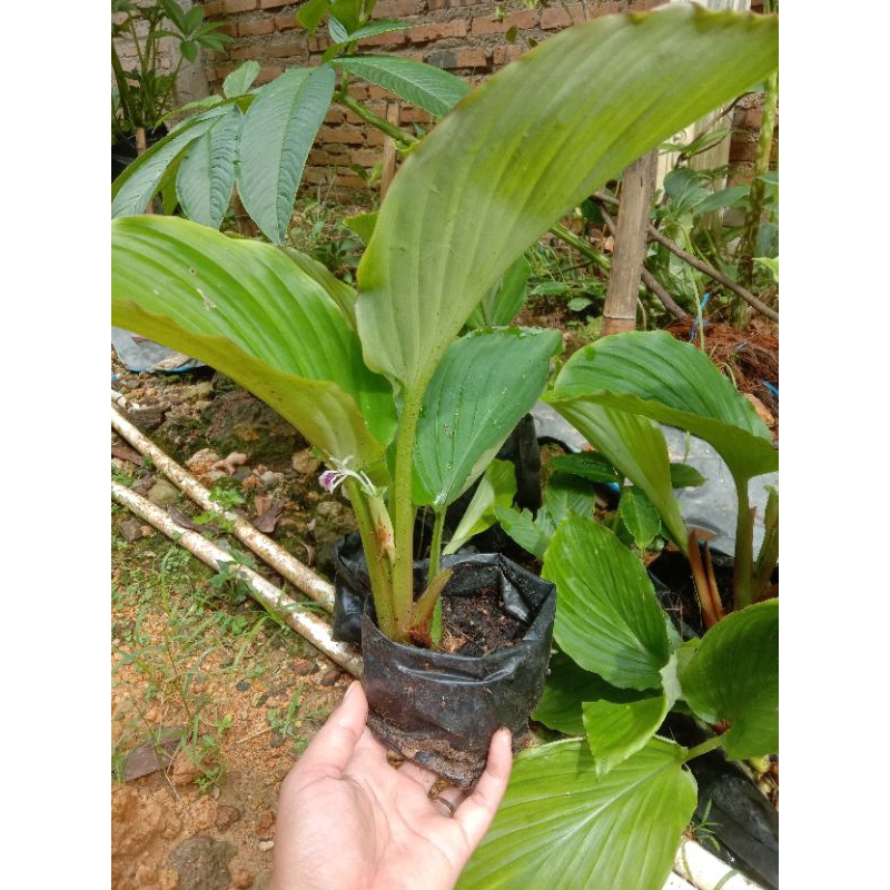 bibit tanaman kunir hitam /black turmeric segar