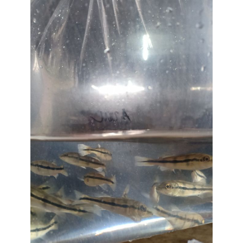 hiasan aquarium  ikan pbas Azul