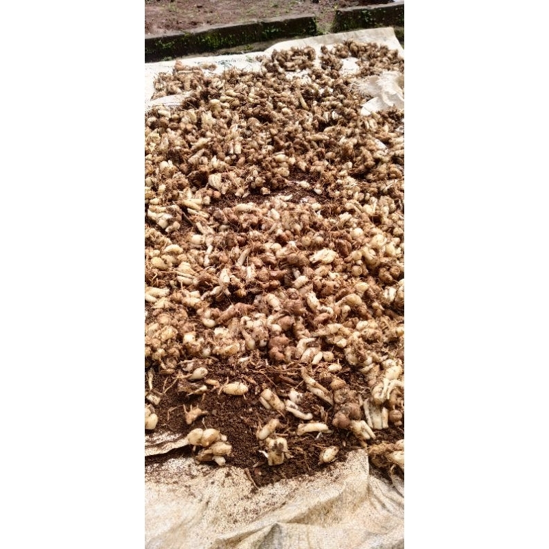 

kencurciamis lada, 15000/70gr