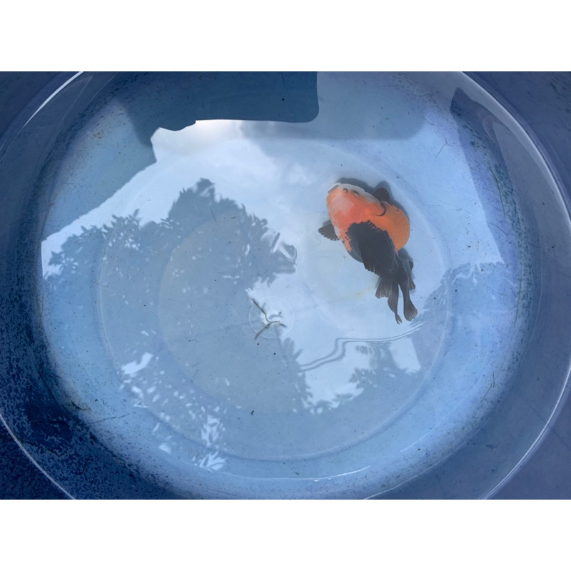 Oranda Tancho 3Colour super Bulky