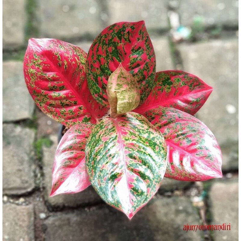 Aglonema stardust/bibit tanaman hias aglonema stardust