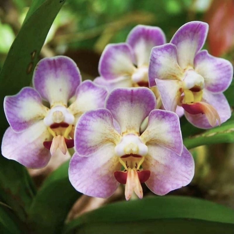Anggrek Vanda Foetida ready