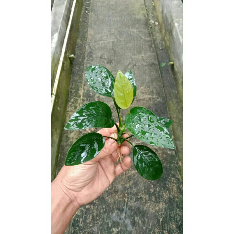 anubias nana