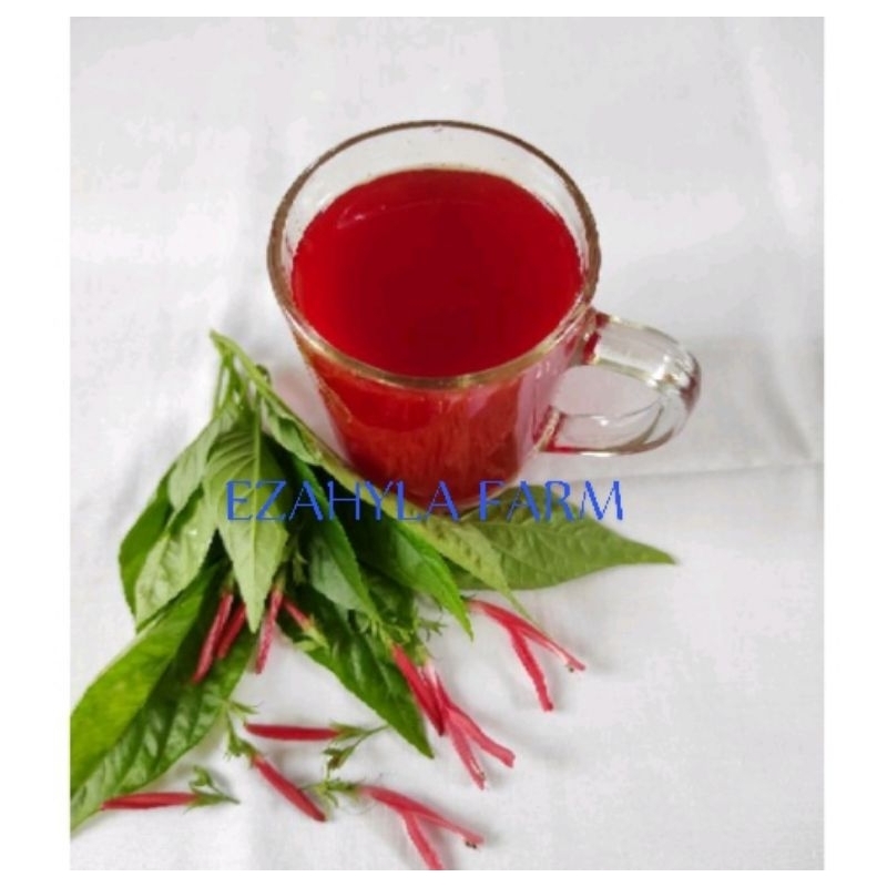 

teh mucle,teh merah Meksiko,teh herbal,teh cuci darah
