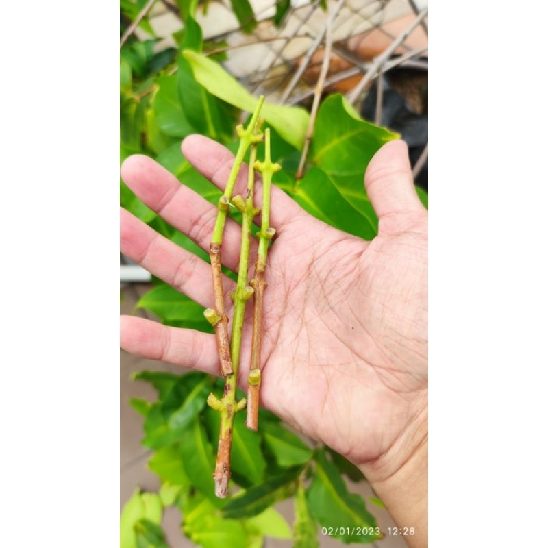 entres jambu air valid varian sugar barbie dalhari madu deli cincalo tebu kiojok green giant dll