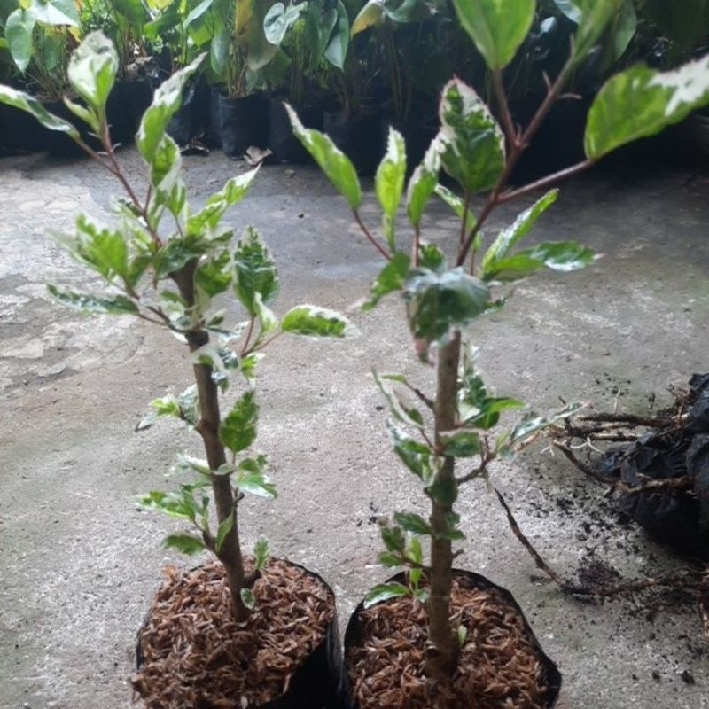 Kembang sepatu varigata