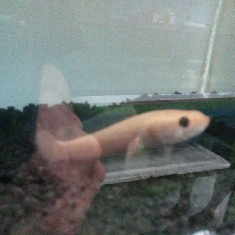 GOLDEN LIMBATA XHANTIC