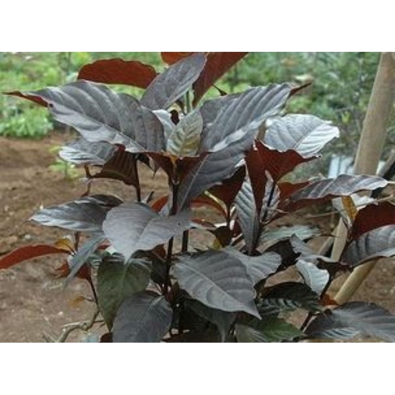 

DAUN UNGU KERING TEH DAUN UNGU DAUN WUNGU OBAT AMBEIEN