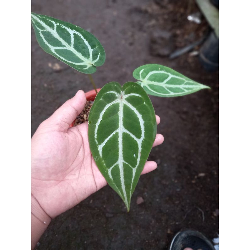 anthurium warocqueanum x crystallinum