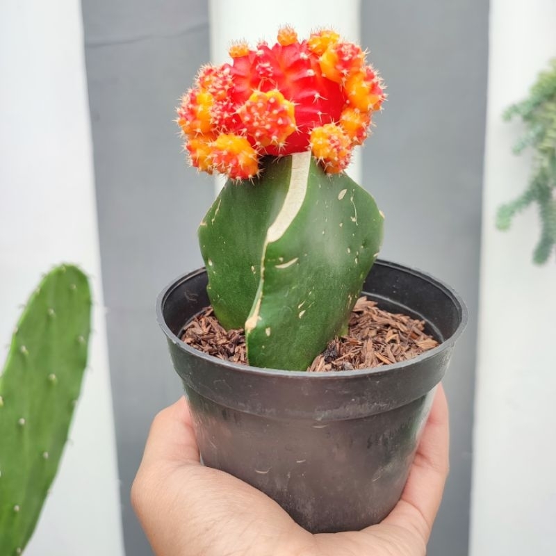 Gymnocalycium Orange Medium | D10cm