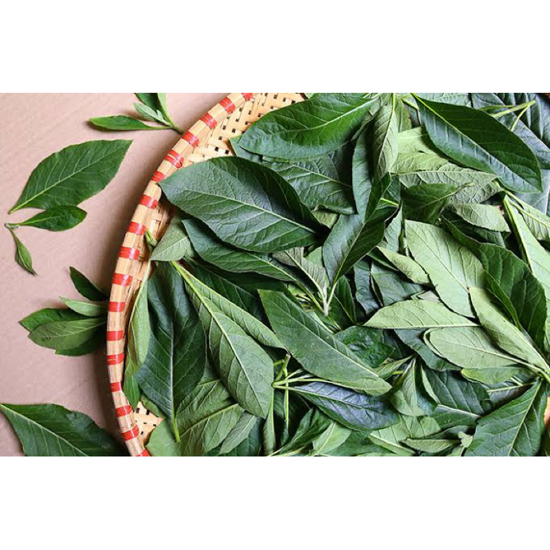 

daun afrika herbal berupa daun segar baru petik