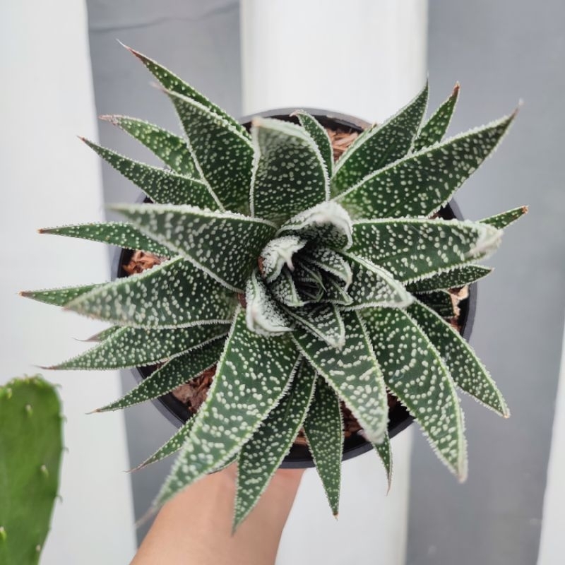 Aloe Twilight Zone | DP 12cm