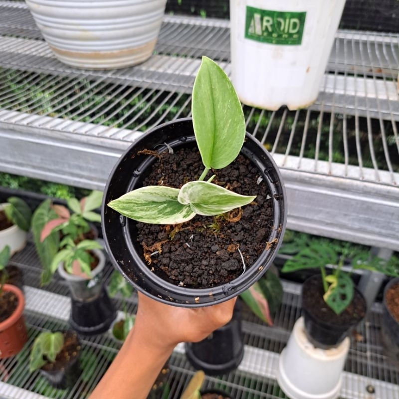 Scindapsus Treubii Moonlight Varigata