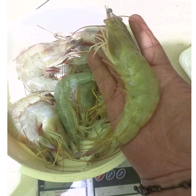 

Udang putih vaname jumbo 1kg isi 20 - 30 ekor.